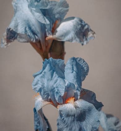 blog-flowers-blue